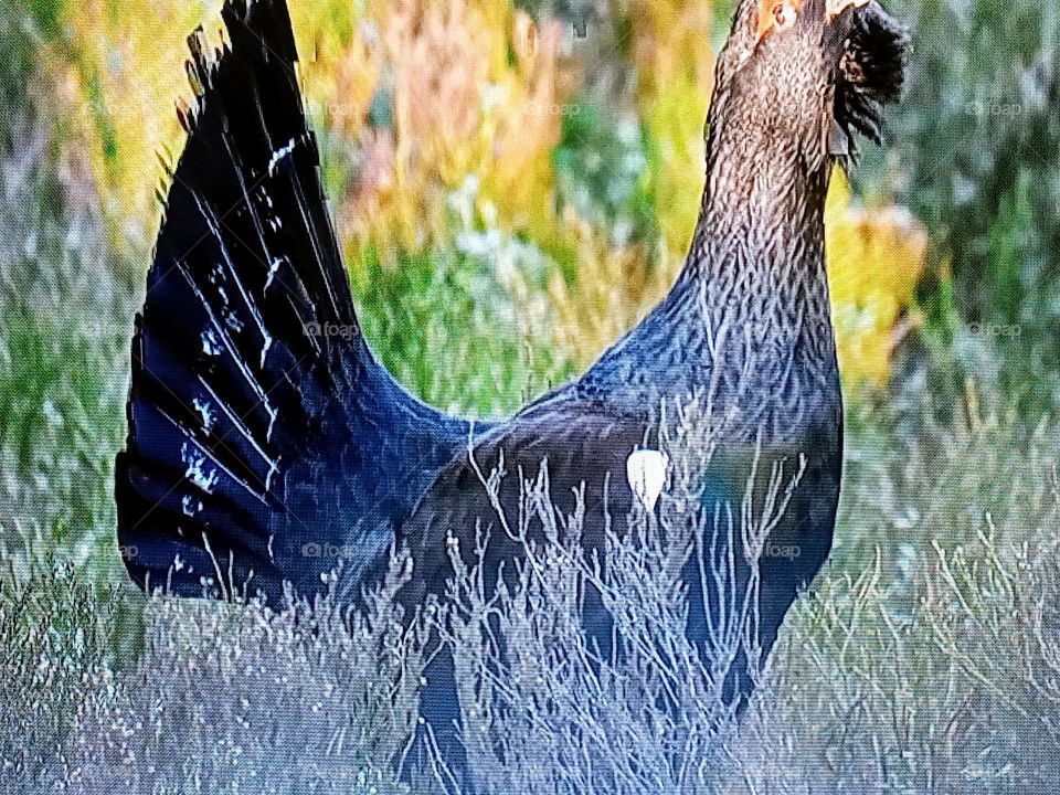 one bird photography