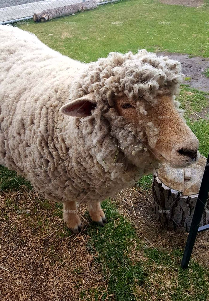 Cute Wooly Friend 🐑