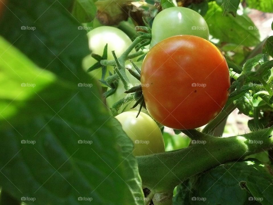 tomatoes in the garden