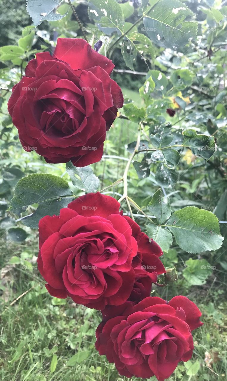Roses in moms garden