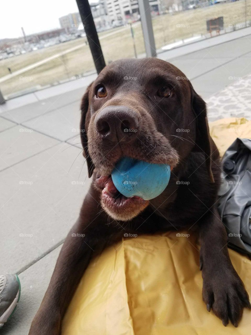 A happy dog with his favorite ball, ready to play. Photo taken March 2018.