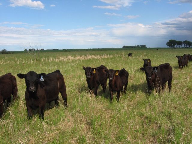 Calves 08