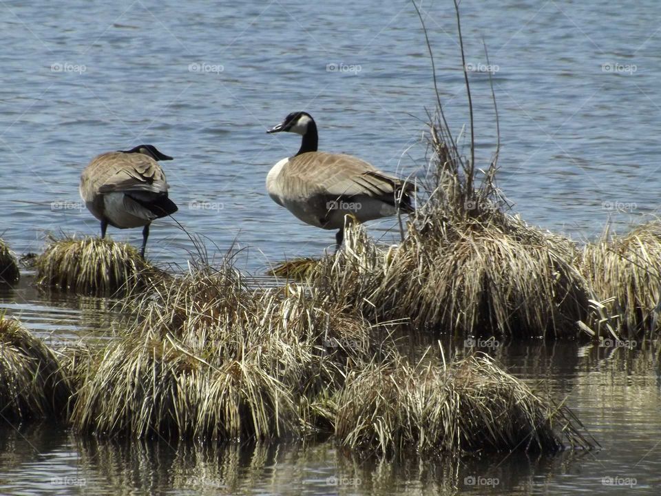 Canadian Geese