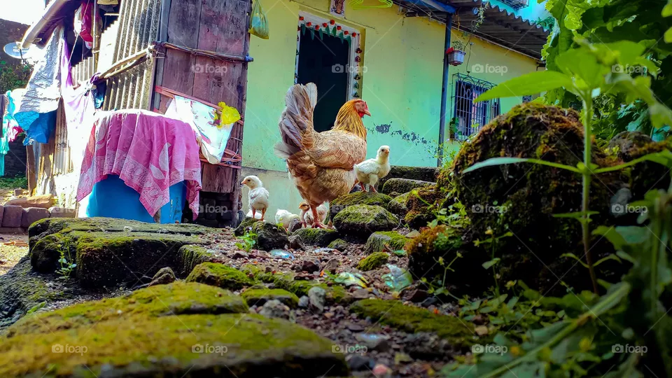 mother hen with baby chicks.
