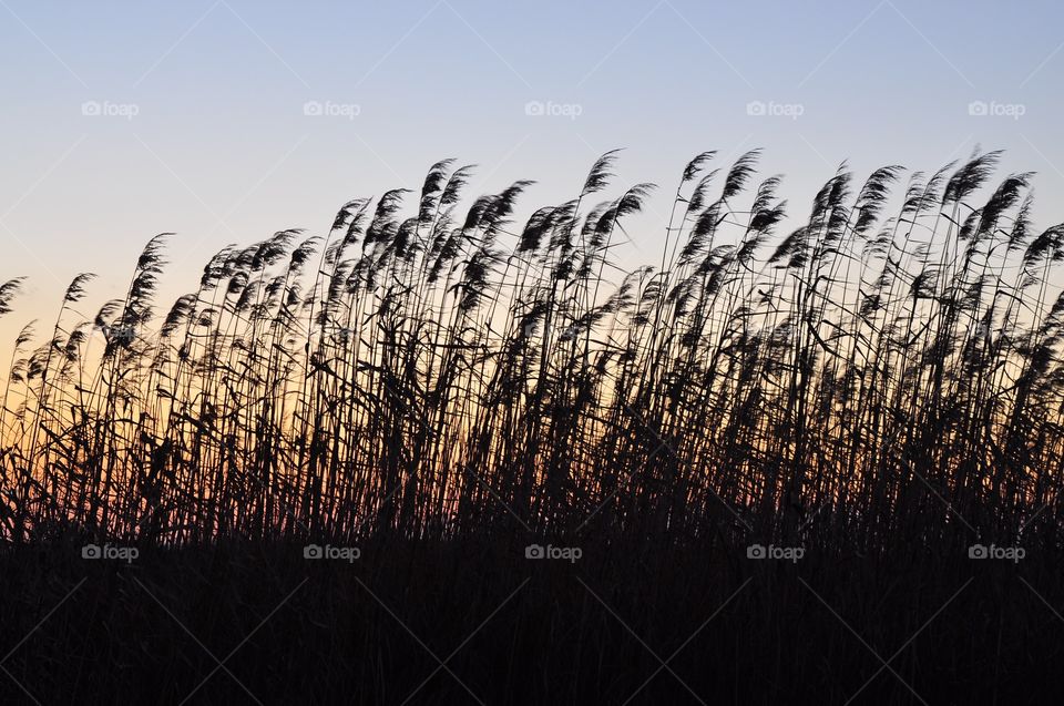 No Person, Grass, Sky, Summer, Landscape