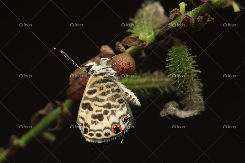 Beautiful and cute butterfly