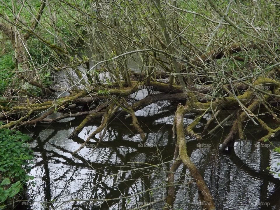 The Branches in Water