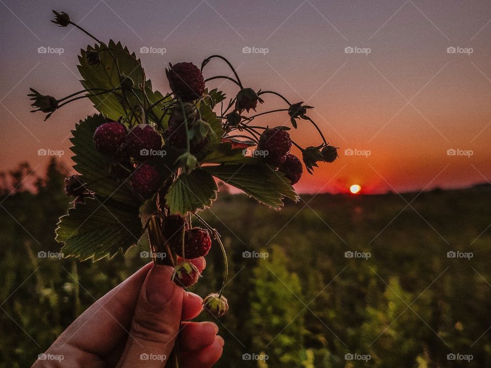 bouquet of wild strawberry in hand