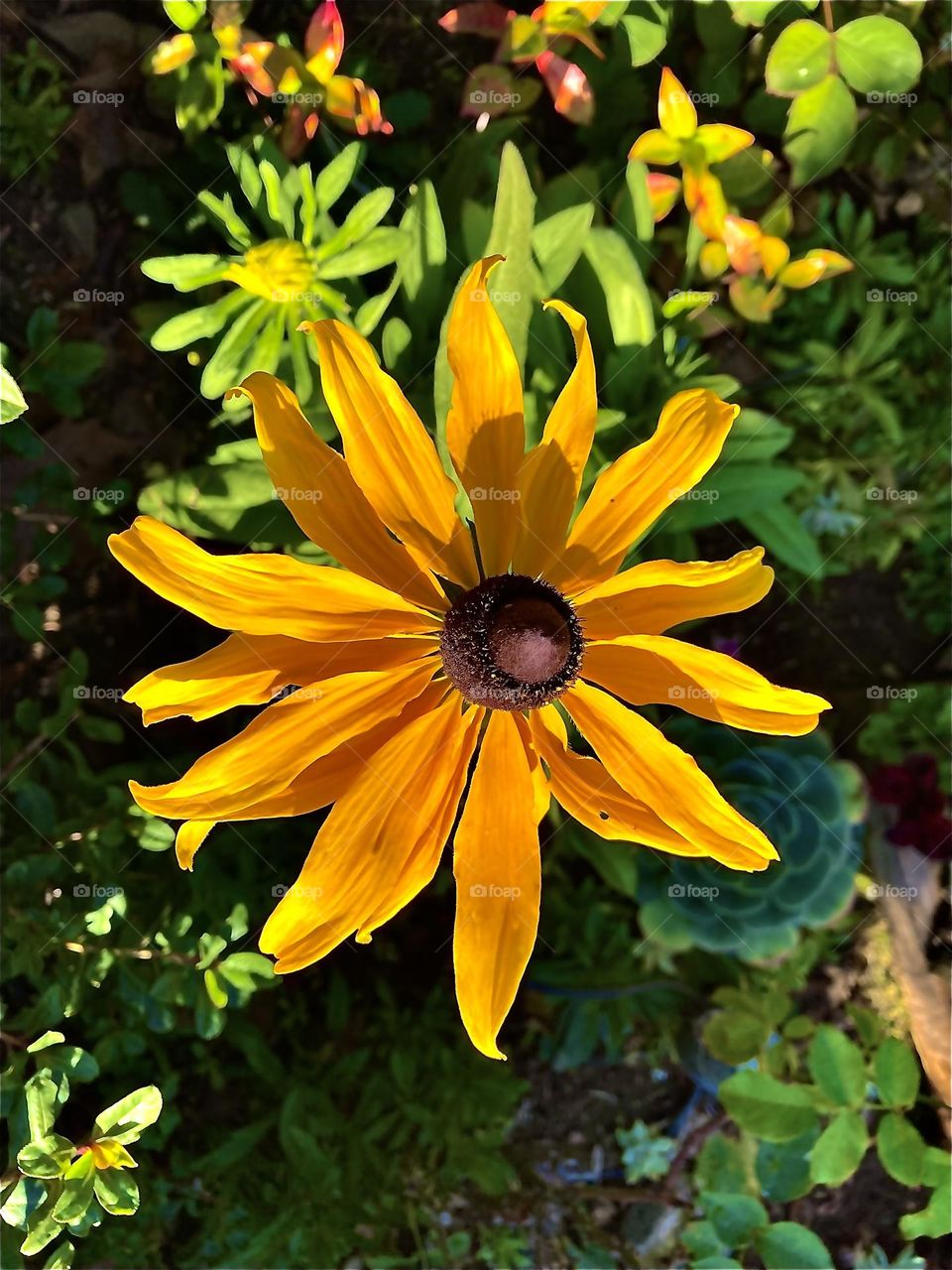 Rudbeckia Yellow Black-Eyed Susan Flower 