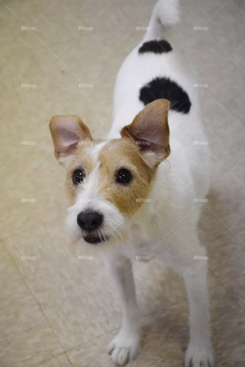 dog