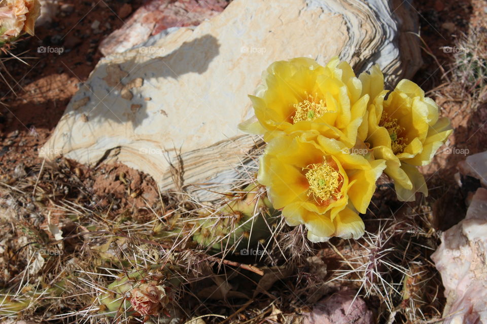 desert blooms