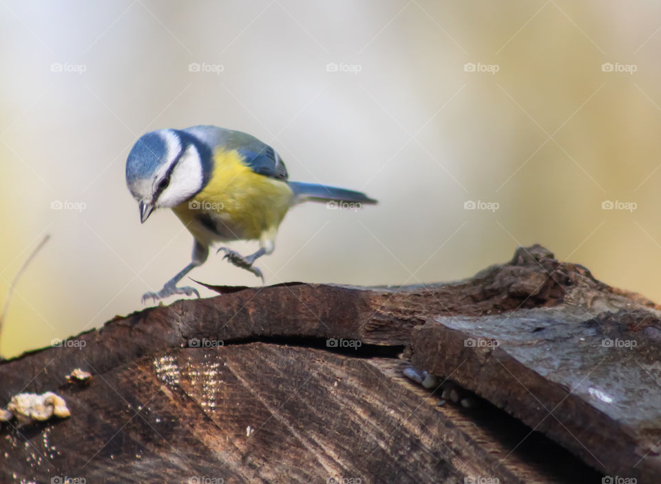 Blue Tit bird, let's jump!