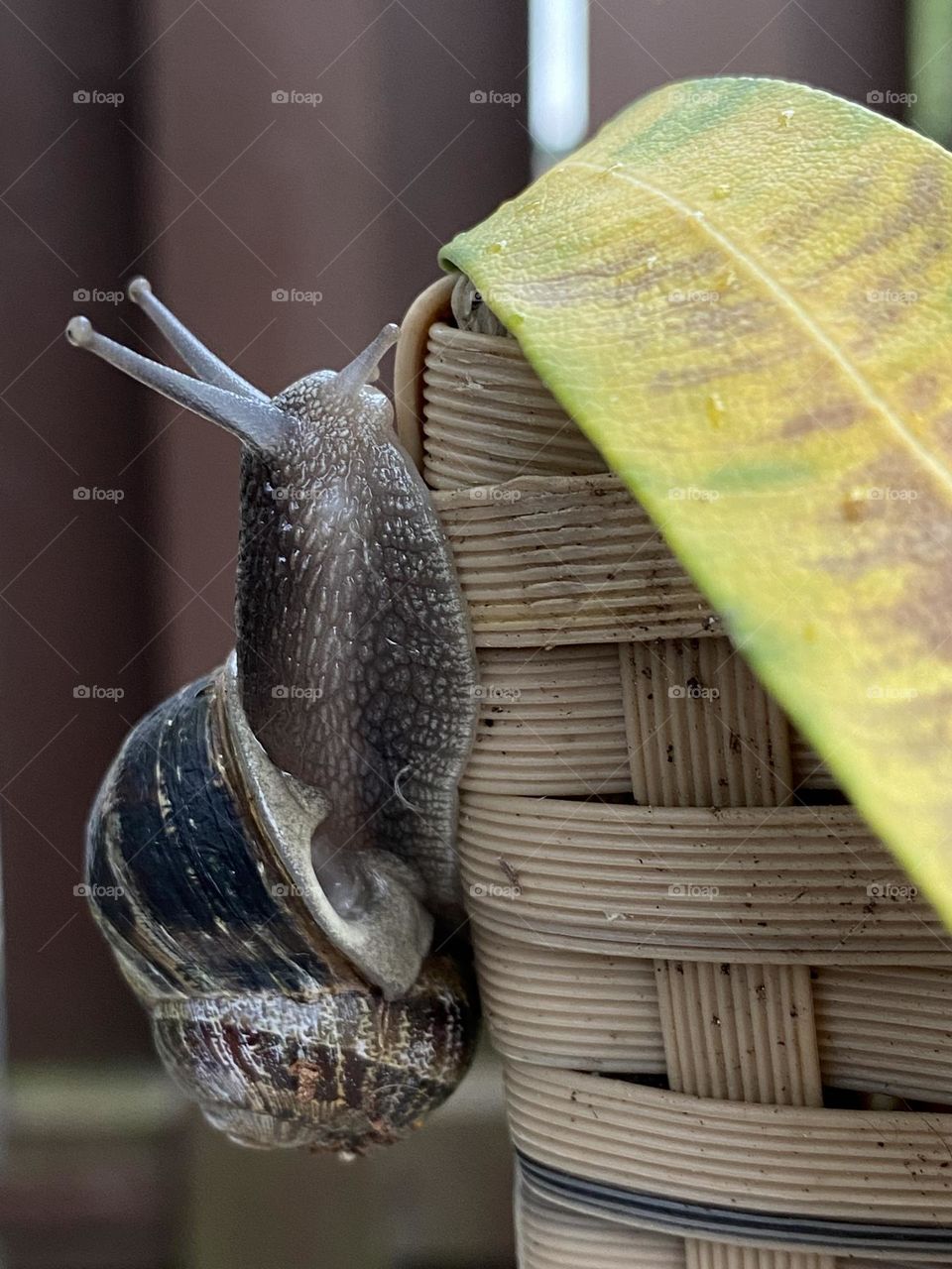 Schnecke 🐌