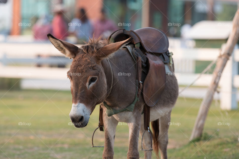 Mammal, Animal, Farm, Grass, Field