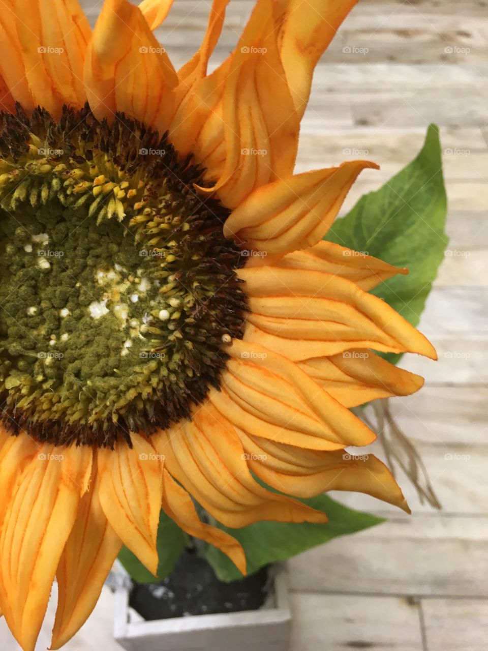This gorgeous sun flower represents a yellowish ton of yellow 
