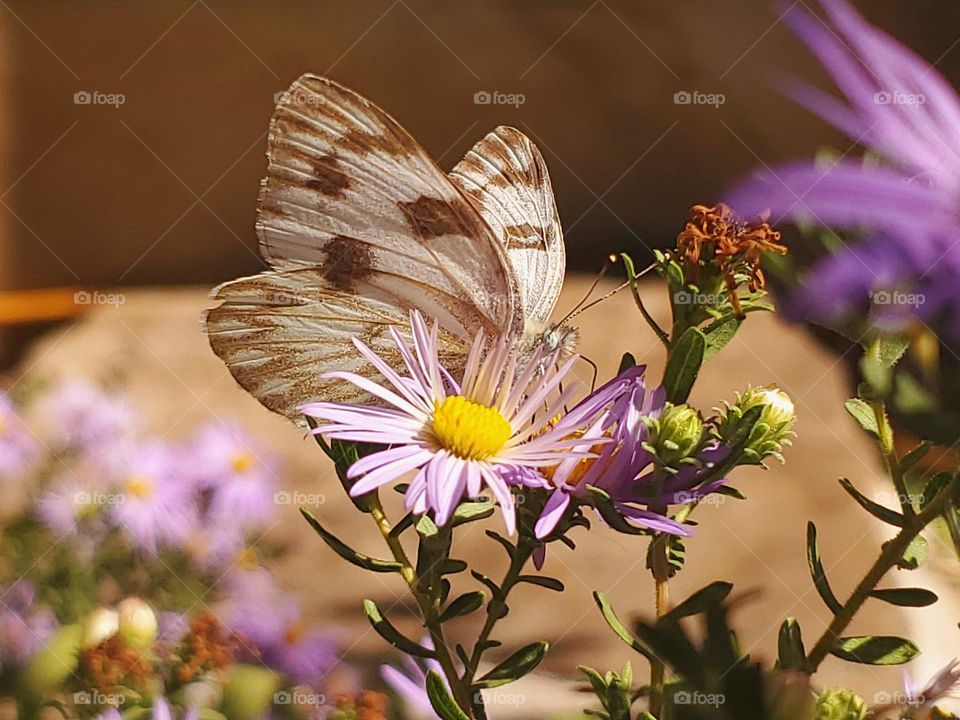 A white and brown butterfly pollinating lavender colored fall asters.