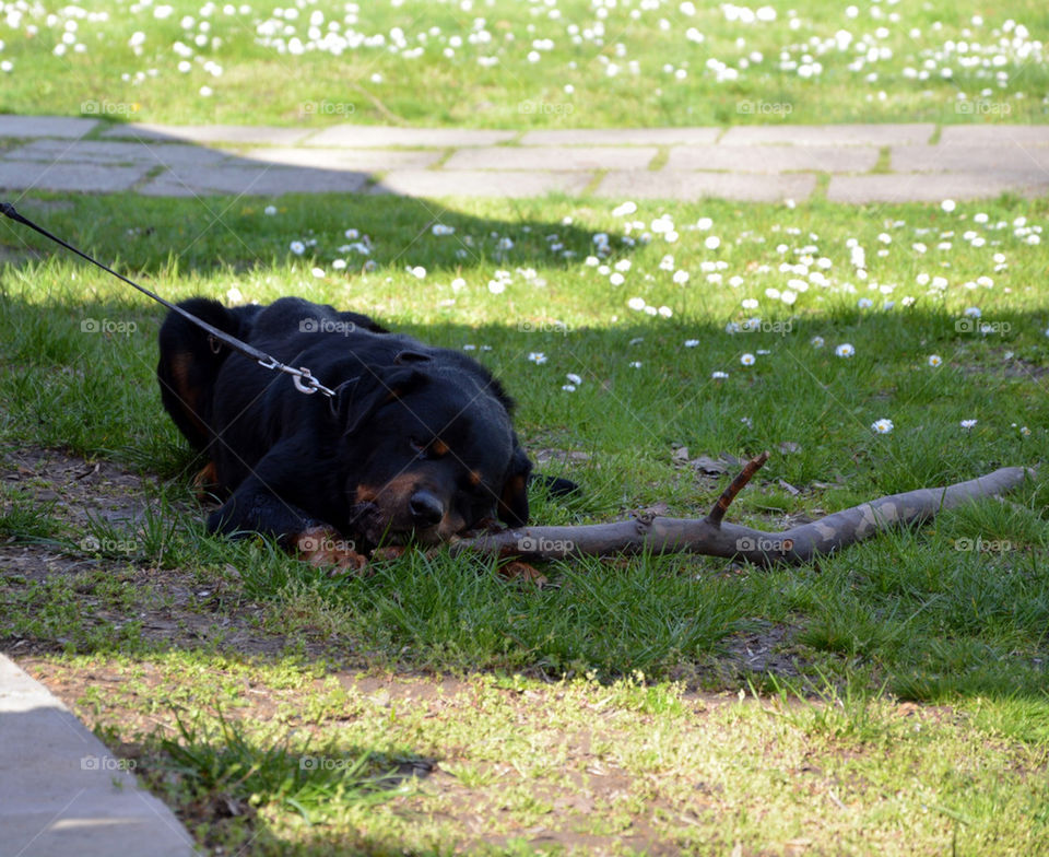 Rottweiler