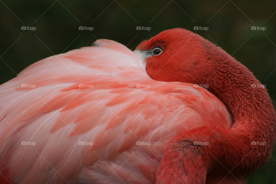 pink flamingo