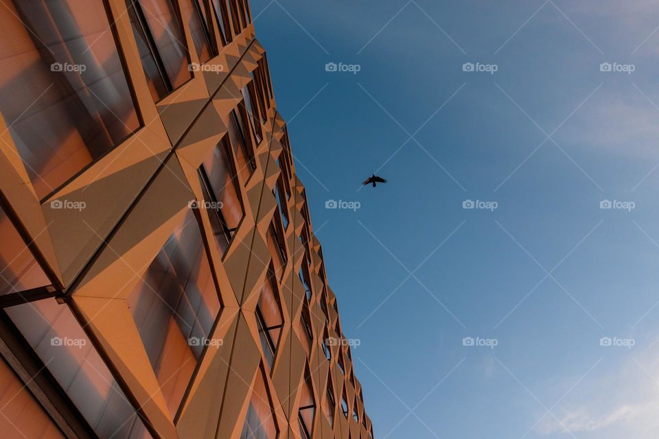 Bird flying near a geometric building at sunset