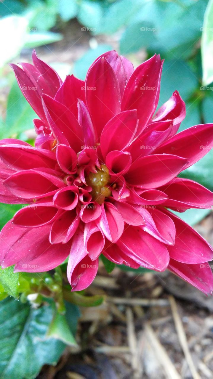 Nature, Flower, Flora, Garden, Blooming