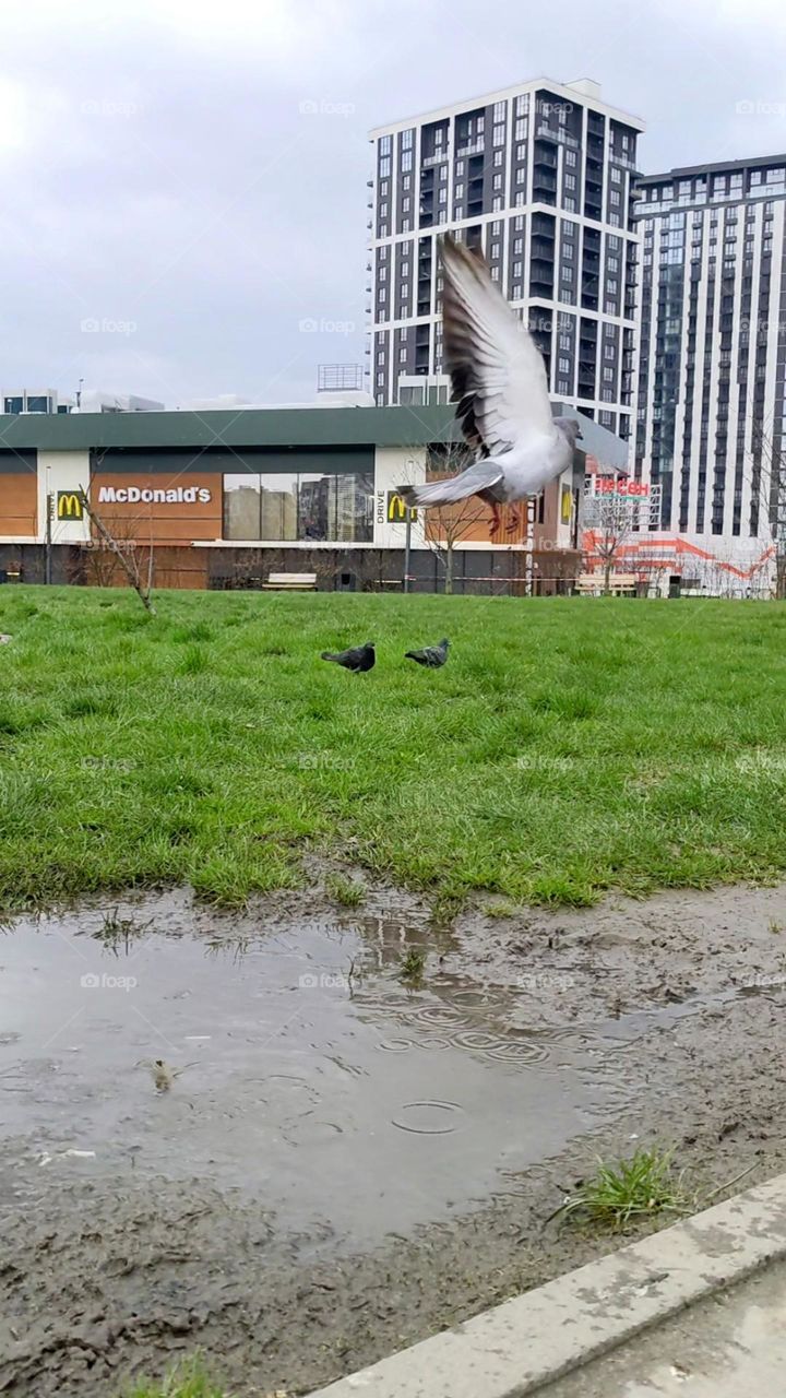 Someone walking, someone fly