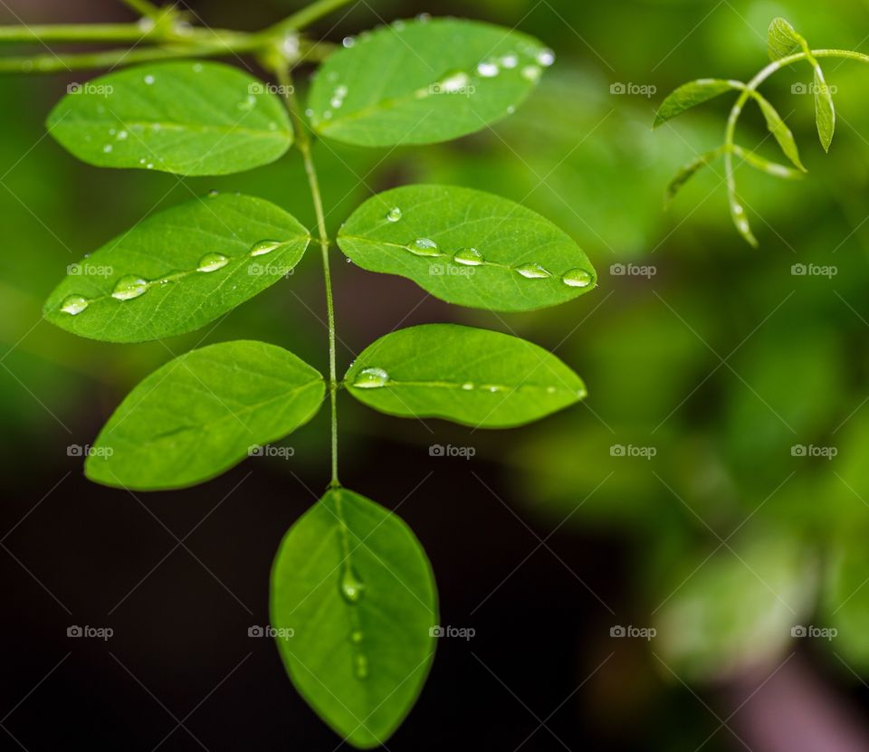 Story of lush green leaves and raindrops