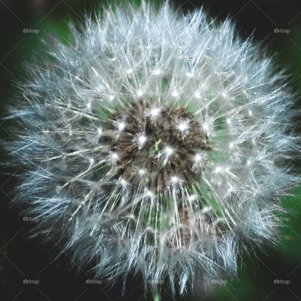 The white seeds of a dandelion clock against a green leafy background 