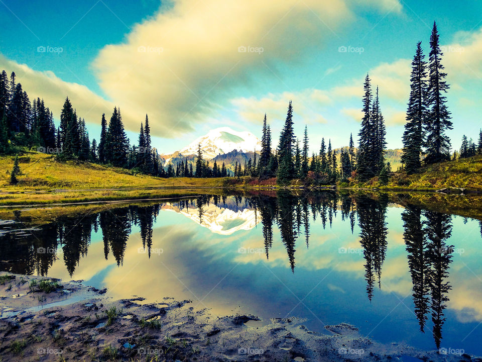 Trees reflecting on the lake