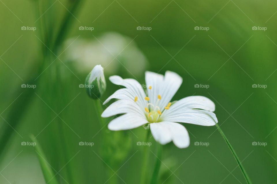 Closeup or macro of small white flower in spring season 
