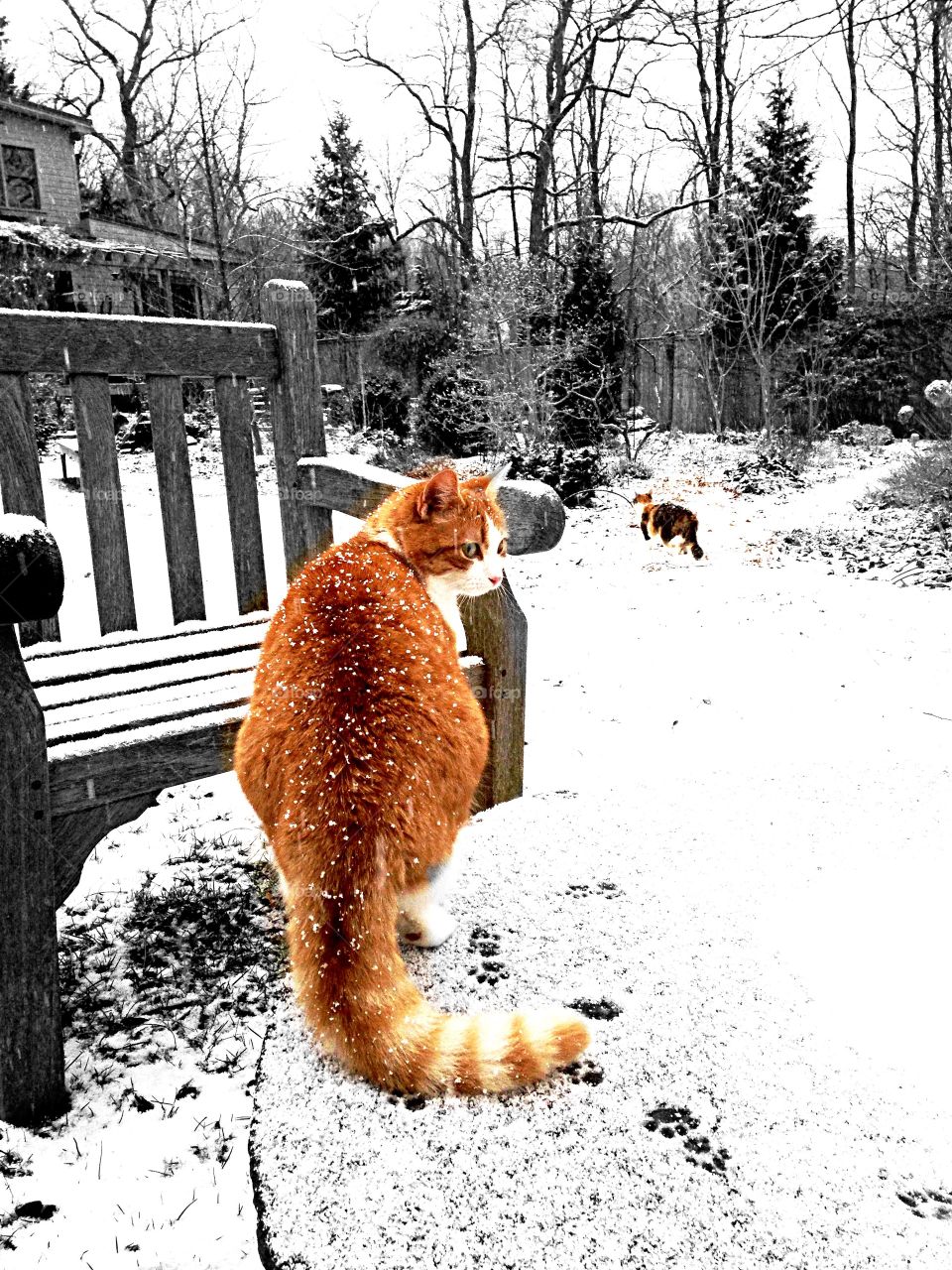 Colorful Cats in winter landscape