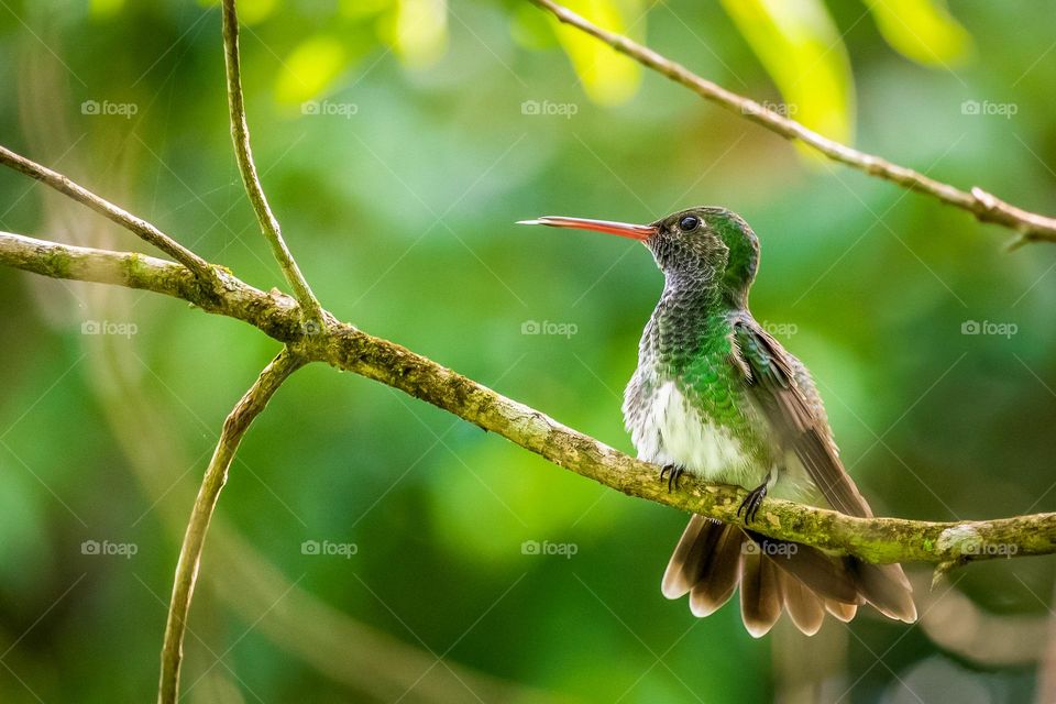 Small Green Bird Sits On Thin Branch In A Green Tree