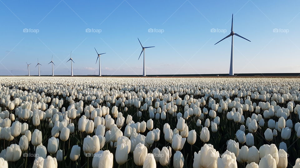 Field of white tulips in foreground with windmills in background at sunset, Netherlands.