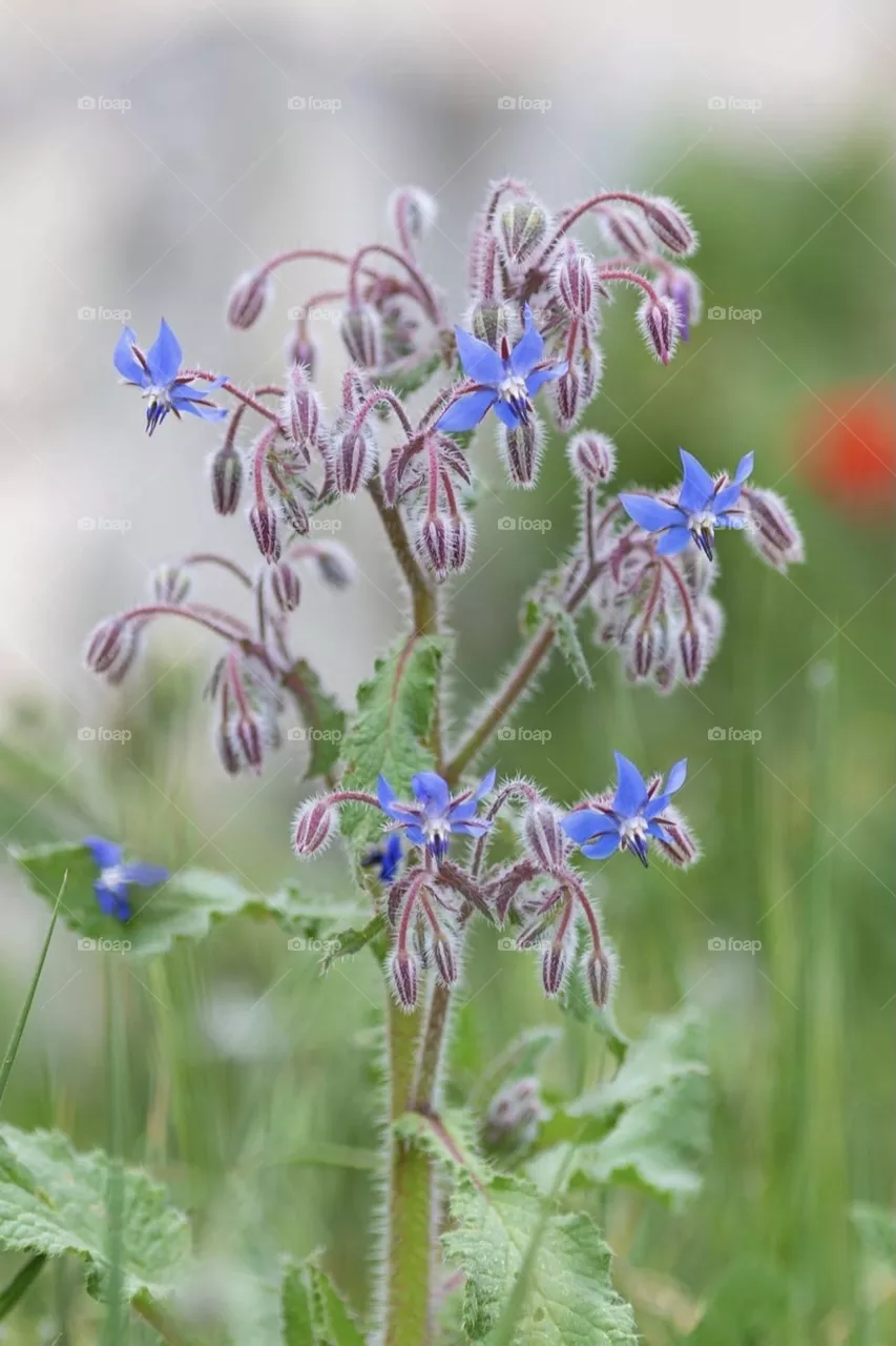 Beautiful flowers 
