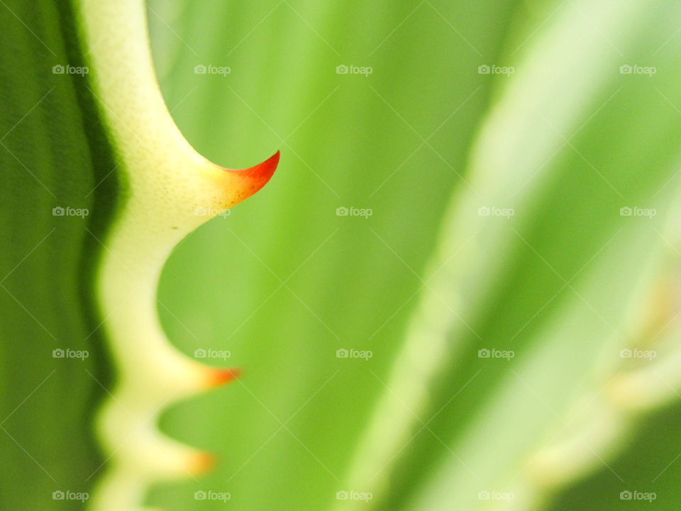 agave. macro shot of agave