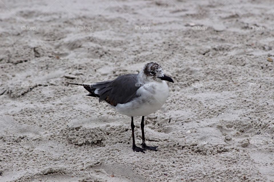 Minimalistic Snaps - Lone Seagull 