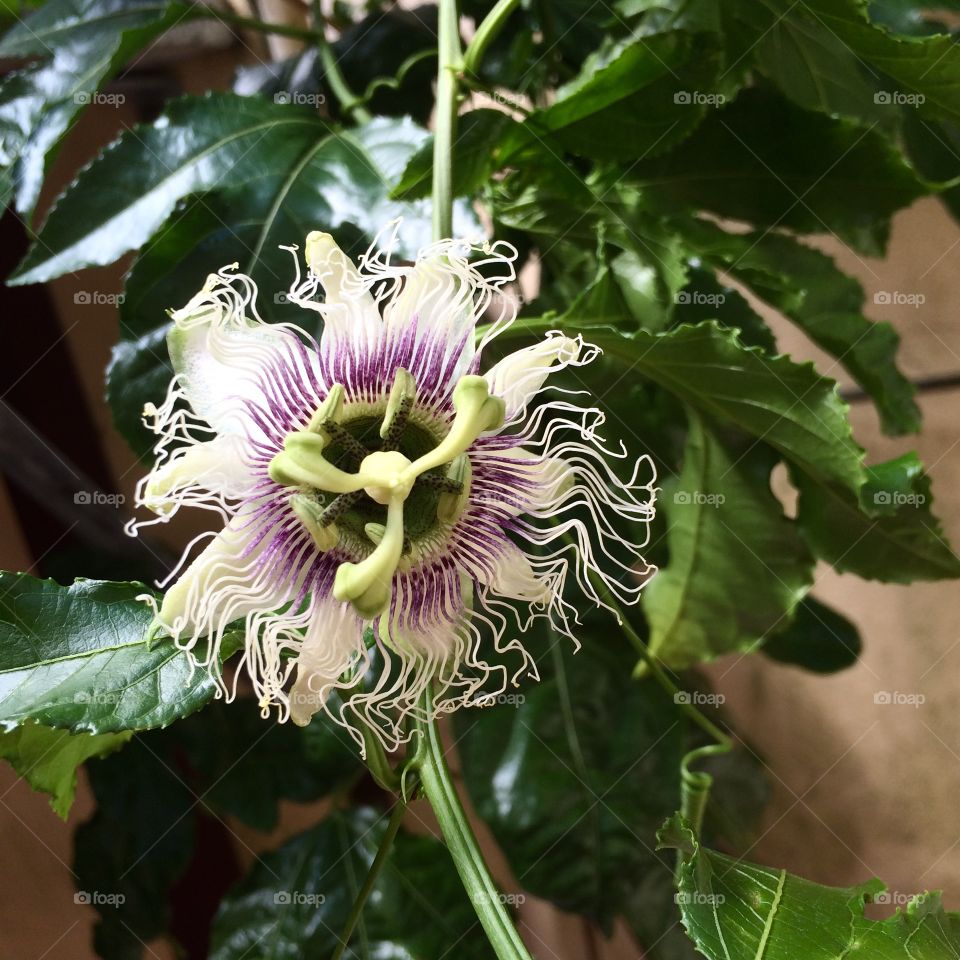 Passion flower blossoming 