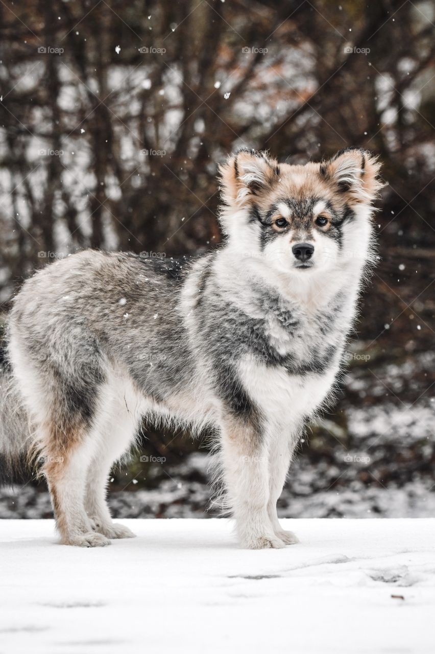 Portrait of a young puppy finnish lapphund dog in winter season