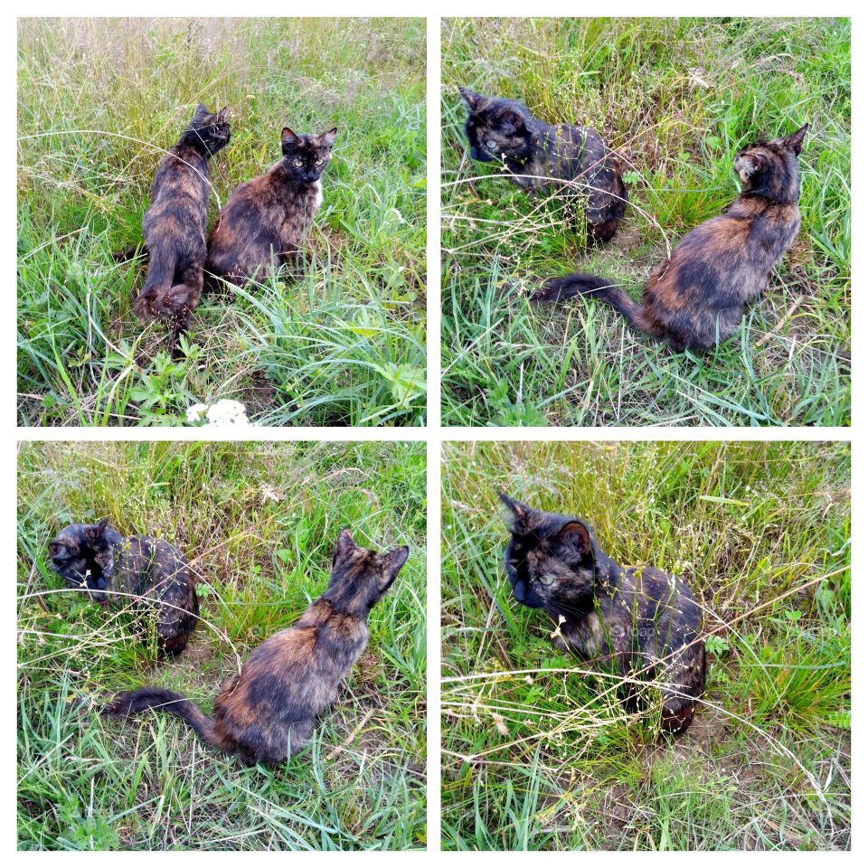 кошки на прогулке