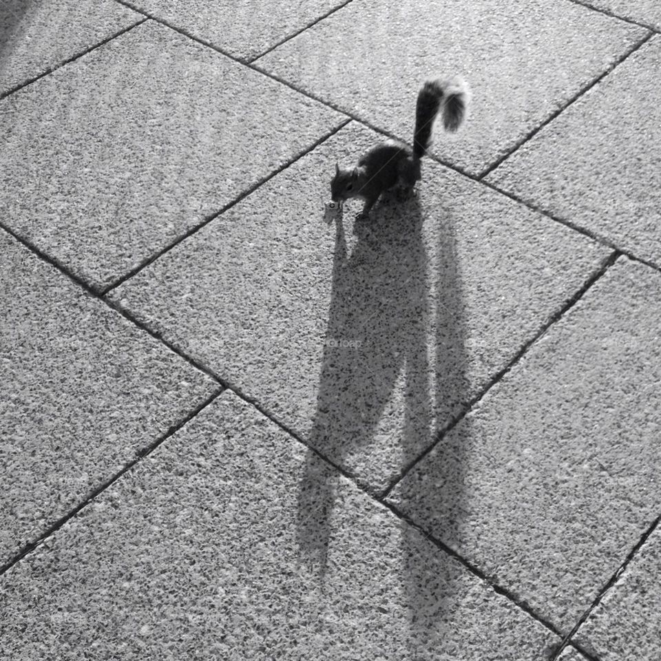 A squirrel and his shadow