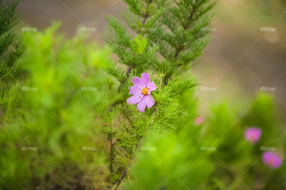 Blooming of cosmos flower.