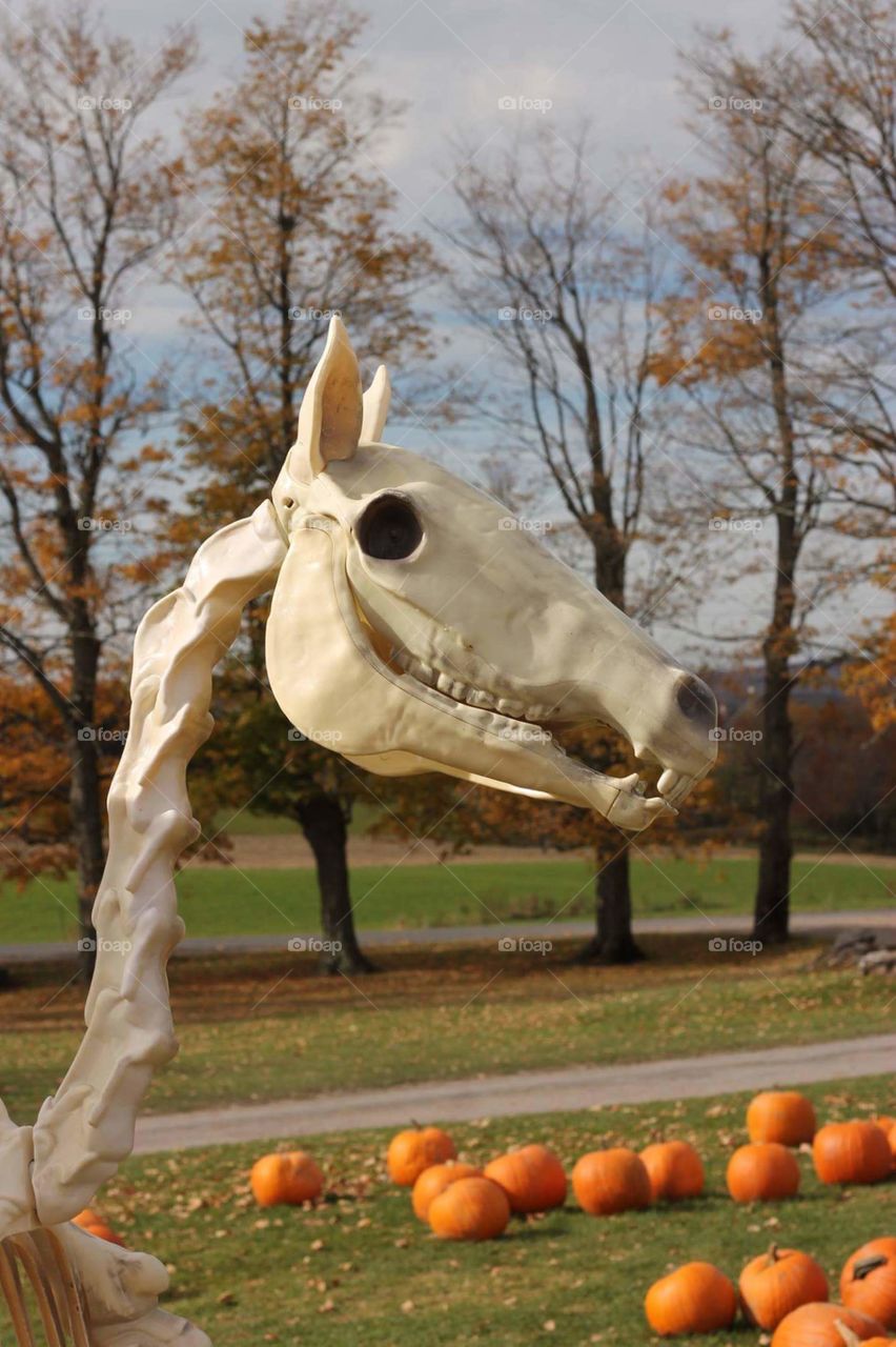 Horse skeleton Halloween