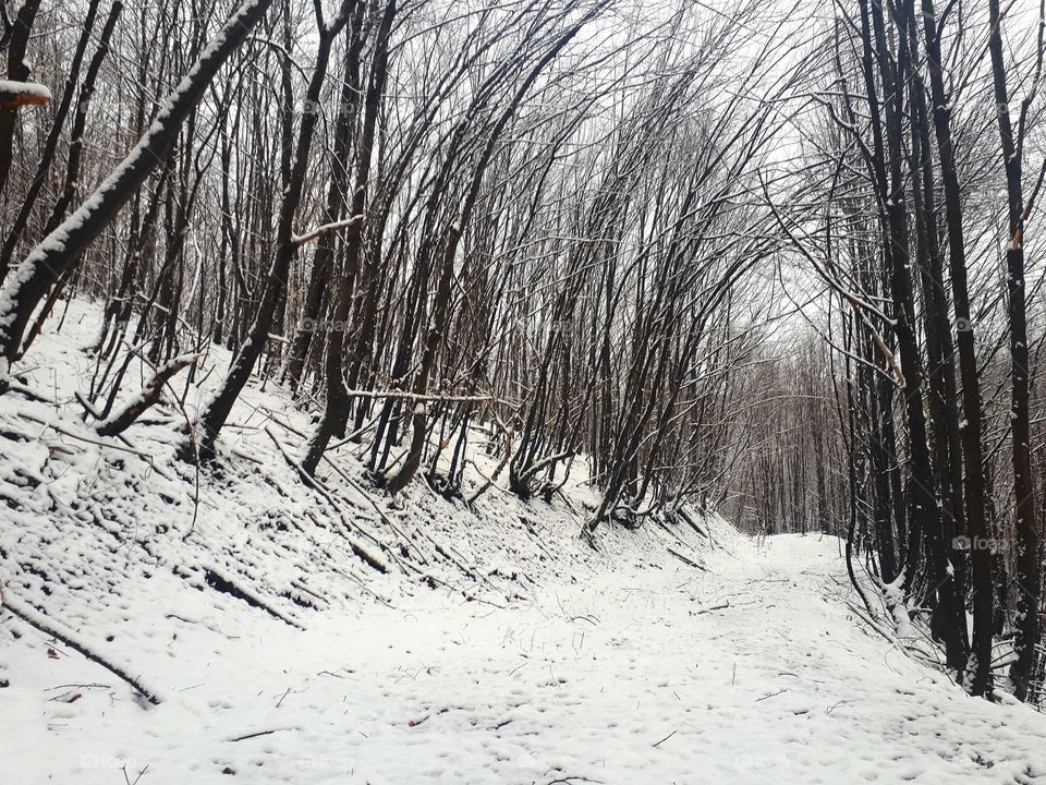 walk through the woods by taking the first snow