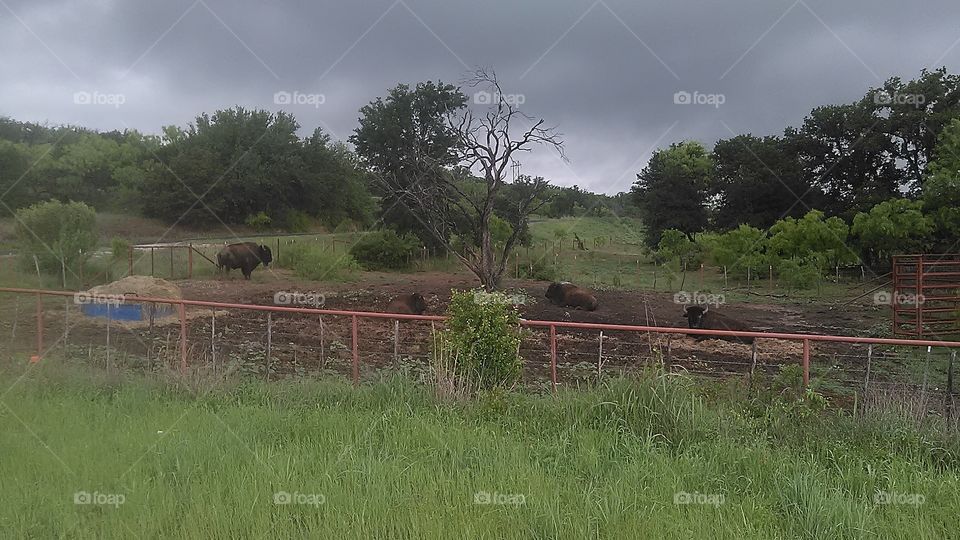 bison. buffalos i saw on the side of the road