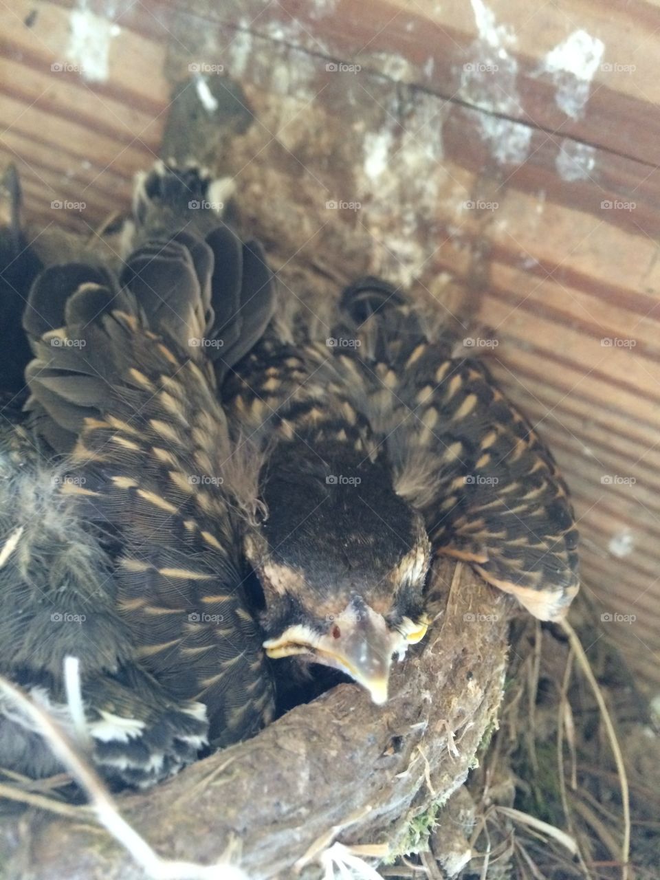 Young fledgling 