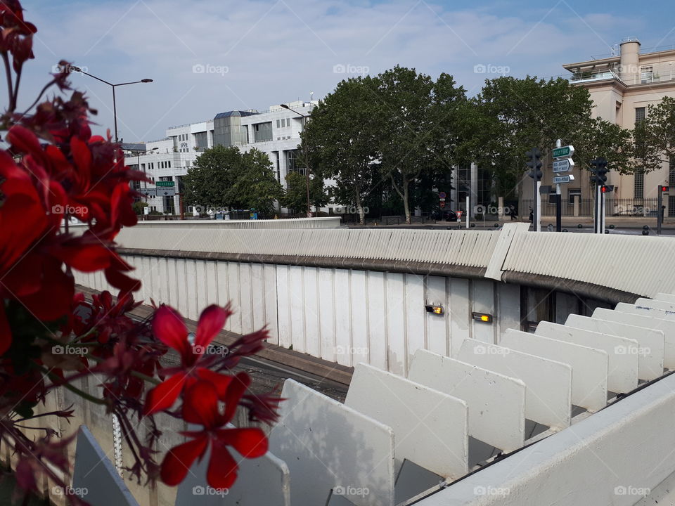 Red flowers at the white bridge