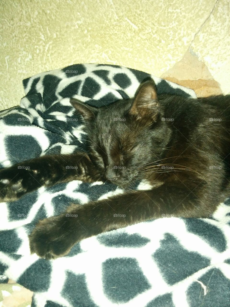 cat sleepy black