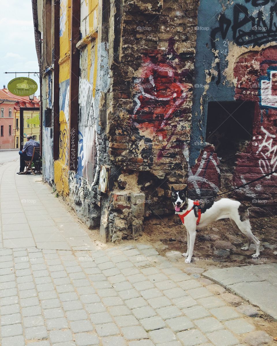 Street, Dog, People, City, House