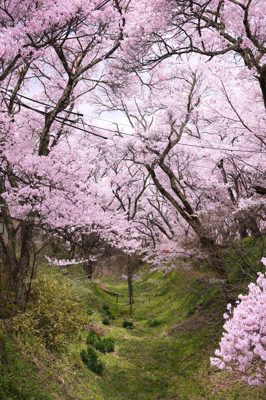 Japan