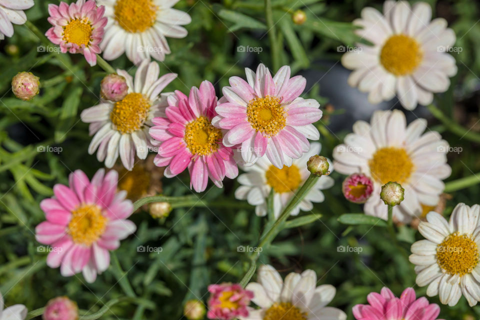 Flowers in the garden