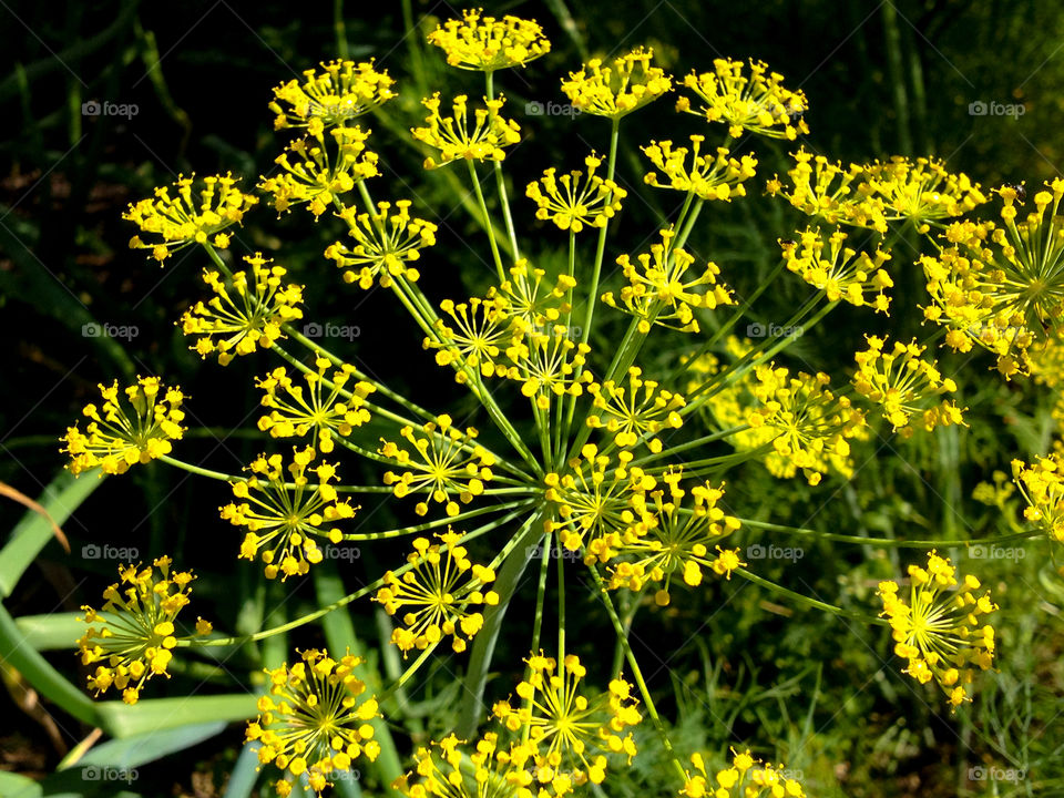 Dill flower. 